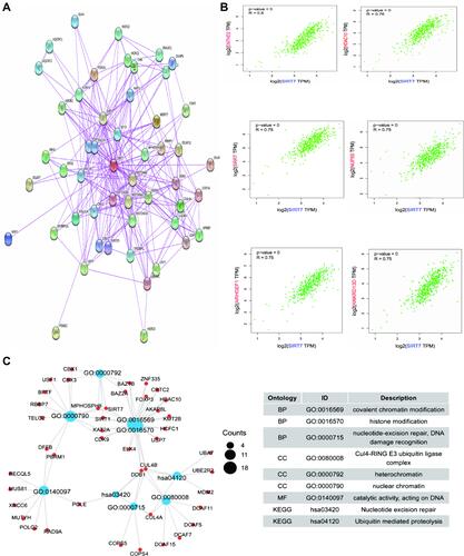 Figure 7 Enrichment analyses of SIRT7-related genes. (A) SIRT7-interacting proteins were identified with the STRING database based upon available experimental evidence. (B) The top 100 SIRT7-associated genes in the TCGA dataset were identified using a GEPIA2.0 approach, revealing correlations between SIRT7 and the expression of chosen target genes including ENTHD2, HDAC10, SRRT, NUP85, ARHGEF1, and ANKRD13D. (C) GO and KEGG pathway enrichment analyses were conducted for predicted SIRT7-binding and interacted genes identified in this study.