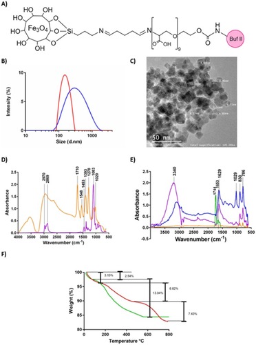 Figure 1 (A) Schematic of the chemical structure of the nanobioconjugate. (B) DLS histogram for the size distribution of magnetite nanoparticles (red) and BUFII-PEA-Magnetite nanobioconjugates (blue). (C) TEM micrograph of the BUFII-PEA-Magnetite nanobioconjugates with the approximate diameters of individual particles (D) FTIR spectra of oxidized PEA (orange), and PEA (purple). (E) FTIR spectra of bare magnetite (orange), PEA-coated magnetite (blue), BUF-II (green) and BUFII-PEA-Magnetite nanobioconjugates (purple). (F) TGA thermograms of magnetite (green) and BUFII-PEA-Magnetite nanobioconjugates (red). The first weight loss steps (2.54 and 3.15%) represent the dehydration of the samples. Second weight loss steps (6.62% and 13.04%) correspond to physically adsorbed organic solvents. The final weight loss step (7.43%) is attributed to the detachment of BUF-II from the nanoparticle’s surface.