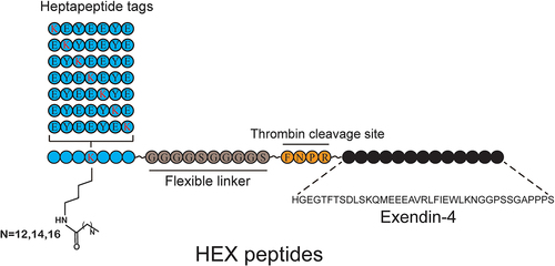 Figure 1. Schematic representation of the newly designed HEX peptides.