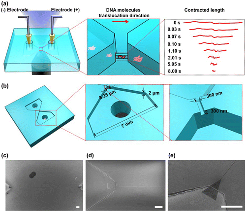 Figure 2. Methylation detection system using the nanochannel device. (a) Schematic illustration of the experimental setup. Negatively charged DNA molecules were transported into a nanochannel by applying an electric field. The red arrow shows the translocation direction of the DNA molecules in the nanochannel. Contracted length analysis of DNA molecules is shown on the right. The contracted length of a single DNA molecule was observed with an inverted fluorescence microscope after switching off the electric field. (b) Schematic illustration of the fabricated device. The device has a nanochannel connected to two microchannels. (c) Scanning electron microscope (SEM) image of the nanochannel with a 300 nm width, 300 nm depth and 250 μm length; scale bar, 10 μm. (d) SEM image of the nanochannel entrance; scale bar, 10 μm. (e) SEM image (30° tilt angle) of the nanochannel entrance; scale bar, 10 μm.