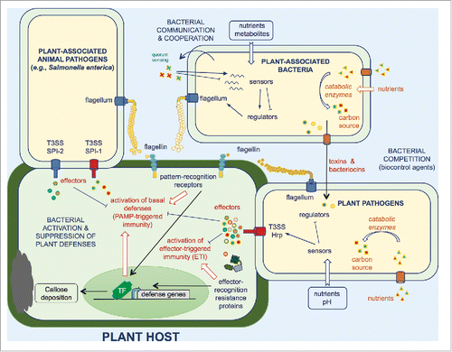 Figure 4. Selected adaptive mechanisms used by animal and plant pathogens as well as plant-associated bacteria to survive within their hosts. These mechanisms include secretion and delivery of effectors which interfere with host immune signaling. Bacterial sensors can be activated in response to different environmental cues such as pH or nutrients, to modulate expression of their regulons, leading to gene expression reprogramming and favoring bacterial adaptation. Dedicated bacterial enzymes can be used (i) to metabolize nutrients and (ii) to modify the host microenvironment, both reactions conferring to the pathogen an advantage over the competing microbiota. Biofilm formation and cell aggregation may also play a role in the adaptation to the plant environment and allow an increased protection against stresses. Bacterial competition involves the release of antagonistic molecules, peptides and proteins or the direct delivery of toxins.