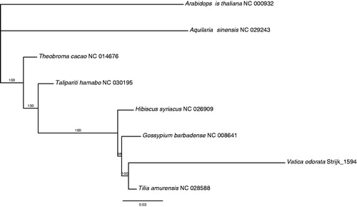 Figure 1. ML phylogenetic tree of the six Malvales in available chloroplast sequences in GenBank, plus the chloroplast sequence of Vatica odorata. The tree is rooted with the Brassicales (Arabidopsis thaliana). Bootstraps (100 replicates) are shown at the nodes. Scale in substitution per site.