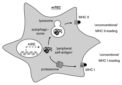 Figure 1. Thymic epithelial cells use macroautophagy to shuttle intracellular antigens into the MHC II loading pathway. In mTECs, the AIRE protein promotes the ‘promiscuous expression’ of peripheral tissue-antigens. Cytoplasmic self-antigens in mTECs are loaded onto MHC I for CD8 T cell tolerance via the ‘conventional’ MHC I pathway that involves the proteasomal degradation of substrates and the subsequent delivery of peptides into the endoplasmic reticulum. However, these cytoplasmic antigens may also be loaded onto MHC II for CD4 T cell tolerance through an ‘unconventional’ MHC II pathway, whereby subsequent to being engulfed by an autophagosome, these substrates are proteolytically processed by lysosomal proteases prior to reaching MHC II loading compartments.