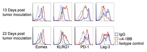 Figure 5. Analysis of Eomes, PD-1 and Lag3 expression in CD8+ CD44hi TILs from tumors progressing after α4-1BB immunotherapy. Immunofluorescent staining and cytofluorometric analysis for expression of Eomes, KLRG1, PD-1, or Lag3 expression in CD8+ CD44hi gated tumor-infiltrating lymphocytes (TILs) derived from EG7 tumors during α4-1BB antibody mediated tumor stasis/regression (d13 post tumor inoculation and d3 after the second dose of α4-1BB or control rat IgG) and upon resumption of tumor growth (d22 post tumor inoculation and d12 after the second dose of α4-1BB). All data are representative of at least three experiments.