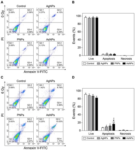 Figure 8 Apoptosis of C6 cells induced by AgNPs, PNPs or AsNPs with or without irradiation.Notes: Representative flow cytometry images and summary of distributions of cell status without and with irradiation are shown in (A–D), respectively. Data are shown as the mean ± SD (n = 3). *P<0.05, **P<0.01 compared with the irradiation control group; #P<0.05 compared with the AgNPs plus irradiation group; +P<0.05 compared with the PNPs plus irradiation group.Abbreviations: AgNPs, silver nanoparticles; PNPs, PEGylated silver nanoparticles; AsNPs, PEG- and As1411-functionalized silver nanoparticles; SD, standard deviation; n, number.