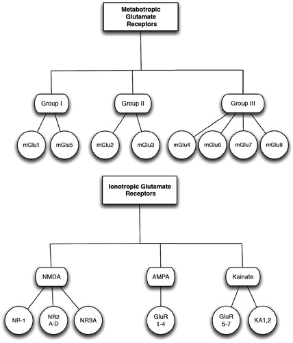 Figure 8. Glutamate receptors types. NMDA – N-methyl-d-aspartate receptor; AMPA – α-amino-3-hydroxy-5-methyl-4-isoxazolepropionic acid; KA – kainate; GluR – glutamate receptor; NR – NMDA receptor subtype.