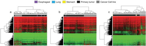 Figure 5. DNA methylation profiles of oesophageal, lung, and stomach cancer cluster predominately with primary tumours according to unsupervised hierarchical clustering. (a – c) Heatmaps demonstrating unsupervised hierarchical clustering with bootstrap resampling of oesophageal cancer organoids, oesophageal primary tumours (TCGA), and oesophageal cancer cell lines (Sanger) (a), lung (b) and stomach (c) DNA methylation. Red represents methylated CpGs, green unmethylated CpGs. Organoids are represented in violet (oesophageal cancer), light blue (lung cancer), and yellow (stomach cancer). In black, all pertinent primary tumours and dark grey, the respective cancer cell lines. All CpGs were examined using only EPIC and 450 K shared probes