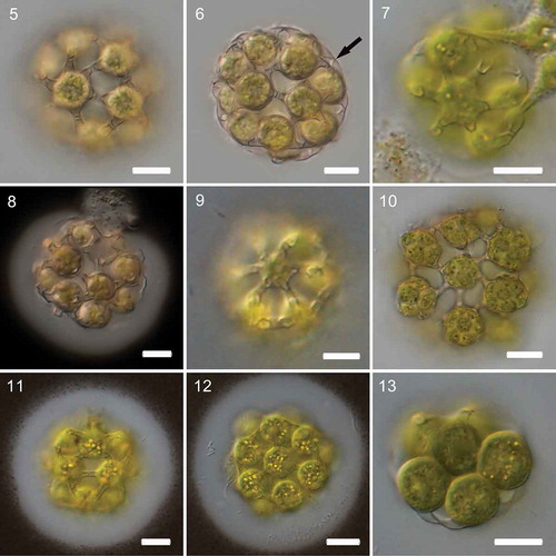 Figs 5–13. Morphology of Hariotina hainanensis and Hariotina reticulata. Figs 5–10. Morphology of Hariotina hainanensis. Fig. 5. Coenobia of strain HND25-3. Fig. 6. Coenobia of strain HND25-3.The arrow indicates the side view of the connection strand. Fig. 7. Coenobia of strain GL1-4. Fig. 8. Coenobia of strain GL1-4. Negative staining with India ink showing mucilage layer. Fig. 9. Coenobia of strain BN9-1. Fig. 10. Autosporangia. Figs 11–13. Morphology of Hariotina reticulata. Figs 11–12. Negative staining with India ink showing mucilage layer. Fig. 13. The side view of the connection strand. Scale bar = 10 μm