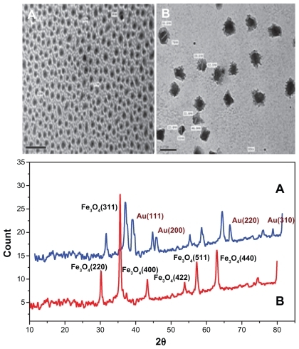 Figure 3 TEM images and XRD patterns of (A) SPIO nanoparticles (Fe3O4), and (B) Au@Fe3O4 core–shell nanocomposites.Note: The red line represents XRD of SPIO (A), while the blue line represents the core shell (B).Abbreviations: TEM, transmission electron microscopy; XRD, X-ray diffraction; SPIO, super paramagnetic iron oxide.