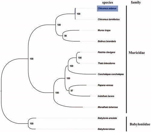 Figure 1. Phylogenetic tree of 12 species in order Neogastropoda. The complete mitogenomes is downloaded from GenBank and the phylogenic tree is constructed by maximum-likelihood method with 100 bootstrap replicates. The bootstrap values were labeled at each branch nodes. The gene's accession number for tree construction is listed as follows: Babylonia areolata (NC_023080), Babylonia lutosa (NC_028628), Chicoreus torrefactus (NC_039164), Murex trapa (MN462589), Bolinus brandaris (NC_013250), Menathais tuberosa (NC_031405), Concholepas concholepas (NC_017886), Thais luteostoma (NC_039165), Reishia clavigera (NC_010090), Rapana venosa (NC_011193), and Indothais lacera (NC_037221).