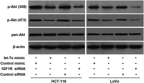 Figure 4. Effects of let-7e on activation of Akt. HCT-116 and LoVo human colorectal cancer cells were transfected with let-7e mimic or IGF1R siRNA for 48 h. The levels of total Akt (pan-Akt) and p-Akt (Thr308 and Ser473) were examined by Western blotting as described in the Methods section. Results shown are representative of at least three independent experiments