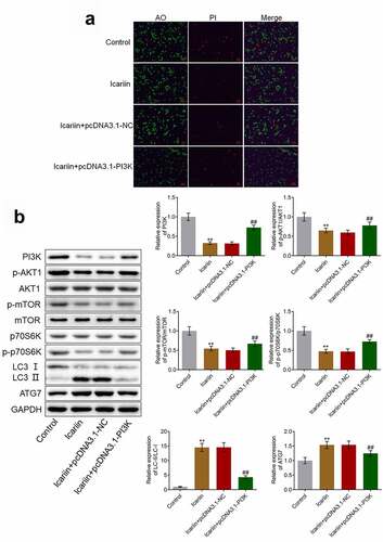 Figure 8. PI3K overexpression abolished the protective effect and autophagy-promoting effect of icariin on OA chondrocytes. (a). AO-PI staining was used to evaluate the apoptotic state of treated chondrocytes. The proportion of apoptotic chondrocytes was decreased following icariin treatment, but the effect was reversed by the overexpression of PI3K. (b). Western blotting was used to determine the protein levels of PI3K, p-AKT1, AKT1, p-mTOR, mTOR, p70S6K, p-p70S6K, LC3, and ATG7. PI3K, p-AKT1, p-mTOR, and p-p70S6K levels were significantly decreased and LC3-II/LC3-I and ATG7 levels were drastically increased in the icariin group, but these effects were reversed by PI3K overexpression (**p < 0.01 vs. Control, ##p < 0.01 vs. icariin + pcDNA3.1-NC)