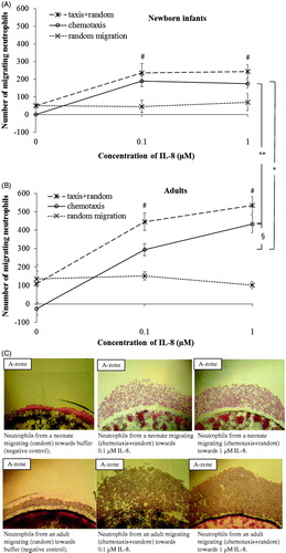 Figure 2. Dose response curves of migrating neutrophils to gradients of IL-8. Leukocytes from newborn infants (A) (n = 3) and adults (B) (n = 3) were exposed to different concentrations of IL-8 (0.1 μM and 1 μM) and buffer. Results are presented as mean ± SEM, and chemotaxis (taxis) was distinguished from random migration (random). C: Example of different patterns of neutrophil migration with 4× magnification, towards buffer (negative control), and gradients of IL-8 in one neonate and one adult. *P < .05 indicates significant difference between neonates and adults at 0.1 μM IL-8, and **P < .001 at 1 μM IL-8. §P < .05 indicates significant difference between 0.1 μM and 1 μM IL-8 in adults. At all concentrations of IL-8, a significantly higher number of neutrophils from both neonates and adults migrated towards IL-8 than to buffer (#P < .001). Note: ‘random migration’ counted from B-zone; ‘taxis + random’ counted from A-zone; ‘chemotaxis’ calculated from A-zone minus B-zone.