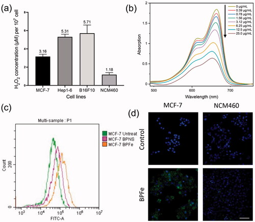 Figure 3. In vitro ROS and •OH assays. The BPFe could generate more •OH in tumor cells with higher H2O2 levels compared to normal mammalian cells. (a) H2O2 concentration (per 107 cells) of selected cell lines. (b) The absorbance of MB after treatment with the indicated concentration of BPFe. (c)FCM analysis of MCF-7 ROS level after treated with BPNS or BPFe. (d) Confocal images of DCFH fluorescence intensity of MCF-7 and NCM460 (Blue channel: DAPI, green channel: DCFH, scale bar = 100 μm).