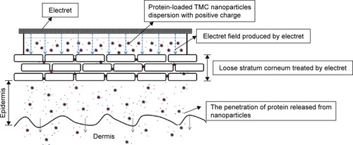 Figure 1 The transdermal delivery system of TMC NPs combined with electret.Abbreviations: TMC, N-trimethyl chitosan; NPs, nanoparticles.