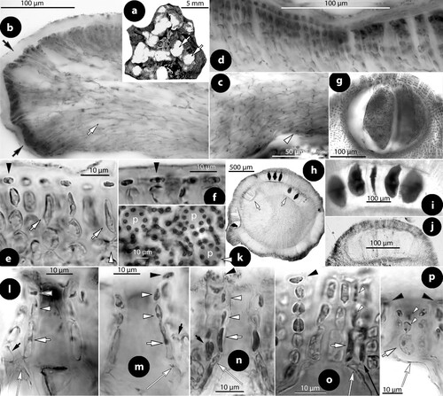 Figure 17. Sunesonia pseuderubescens, gen. & sp. nov. Vegetative and multiporate conceptacle structures; a, habit of the holotype from above showing several erect perithallial protuberances (arrows); b, section at the margin showing hypothallial meristematic cells (black arrows) producing a non-coaxial hypothallium (white arrow) (isotype); c, section showing descending hypothallial filaments ending in wedge-shaped cells (arrowhead)(isotype); d, section at the surface showing ± stratified perithallium (isotype); e–f, sections at the thallus surface showing isodiametric to flattened epithallial cells (arrowheads), supported by elongate (arrows) subepithallial cells (isotype); g, section of a tetrasporangial conceptacle (NZC0061); h–i, transverse sections through an erect perithallial protuberance showing superficial and embedded (arrows) conceptacles with bisporangial remains (isotype; scale bar: 500 µm); j, an empty conceptacle with distinctive convex roof (isotype); k, surface view of a multiporate roof showing canals (p) surrounded by 7–9 rosette cells (LTB 14744); l–p, sections through canals of multiporate roofs showing 4-celled lining filaments composed of elongate basal (long white arrows) and subbasal (short white arrows) cells, followed by two smaller cells (white arrowheads). Top cells can be epithallial cells (double arrowhead) and generally end below epithallial cells (black arrowheads) of adjacent roof filaments. Basal cells are divided supporting a roof filament (black arrows) and the rest of the pore filament. Note that basal cells are ± reduced. Figures o–p are tangential sections (facing pore filaments) (l–m, p: isotype; n–o: NZC0835). Abbreviations: p (pore canal).