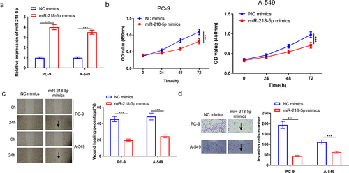 Figure 2. MiR-218-5p represses LUAD cell progression. (a) Transfection efficiency of miR-218-5p mimics in LUAD cells (PC-9 and A549). (b) The effect of overexpressed miR-218-5p on LUAD cell proliferation. (c) The effect of miR-218-5p overexpression on LUAD cell migration (40×). (d) The impact of overexpressed miR-218-5p on LUAD cell invasion (100×). ***P  < 0.001.