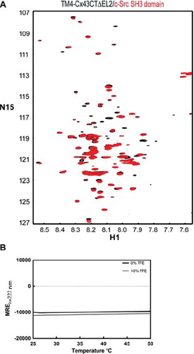 Figure 8. Effects of temperature on native binding interactions and secondary structure of the TM4-Cx43CTΔEL2. (A) Overlay of 15N-HSQC spectra of TM4Cx43CTΔEL2 solubilized in LPPG micelles (MES buffer, pH 5.8, 50 mM NaCl, 42°C) alone (black) and in the presence of c-Src SH3 domain (red), a known binding partner of Cx43. (B) CD spectra of the TM4Cx43CTΔEL2 solubilized in LPPG micelles (MES buffer, pH 5.8, 50 mM NaCl) (black line) and with the addition of 10% TFE (gray line) collected at 222 nm to monitor the change in helical content as a function of temperature.