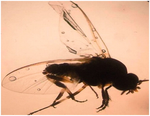 Figure 1. A representative black fly (Simulium Himalayas) caught for this study.