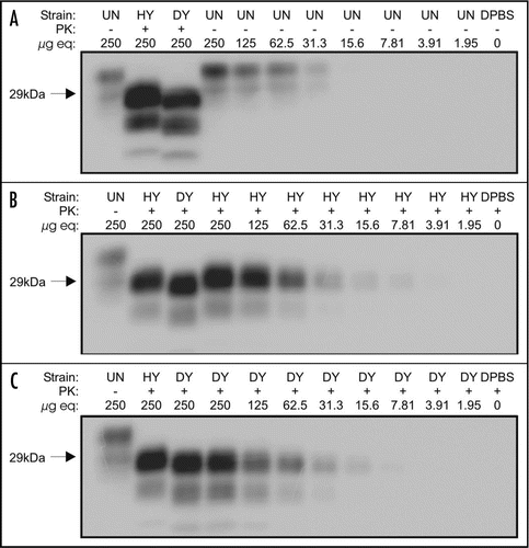 Figure 2 Limits of PrP detection using western blot analysis. Western blot analysis of two-fold serial dilutions of brain homogenates treated with (+) and without (−) proteinase K (PK) from uninfected hamsters (UN, A) or hamsters infected with the HY TME (HY) or DY TME (DY) agents (B and C, respectively).
