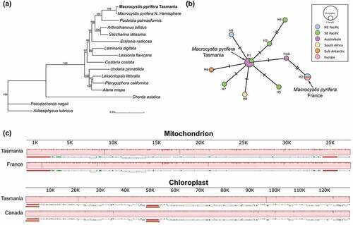 Figure 3. (a) Maximum likelihood phylogeny combining concatenated coding sequences from mitochondria and chloroplasts. Ultrafast bootstrapping is shown in the support values, only above 90%. (b) Haplotype network for cox1 from Macrocystis pyrifera. Haplotypes were obtained from Macaya et al. (2010) and Durrant, Barrett, Edgar, Coleman, & Burridge (Citation2015), in which each haplotype represented only one sequence. Mutations are shown as hatch marks in connecting lines. Haplotypes are shaded according to geographic origin. (c) Whole-genome alignment built with MAUVE. Locally Collinear Blocks (LCBs; light red) show high similarities between genomes from southern and northern hemisphere individuals. Below LCB, gene synteny of each genome is shown: ribosomal RNA genes in red, coding genes in white and transfer RNA genes in green. Orange blocks in chloroplast genomes indicate repeat regions.