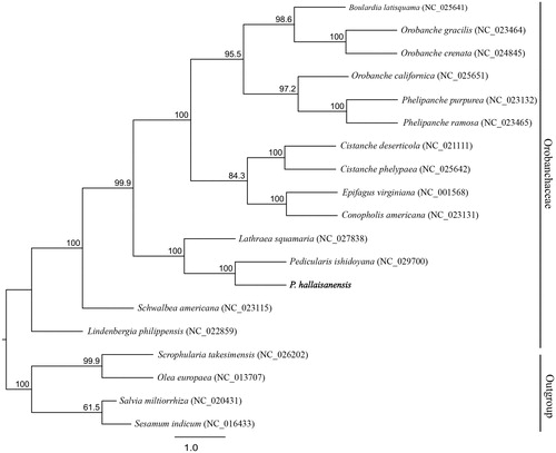 Figure 1. Phylogenetic tree constructed with RAxML, using dataset of 61 concatenated protein-coding regions from 19 chloroplast genomes. Numbers above nodes indicate bootstrap values (1000 replicates) > 50%.