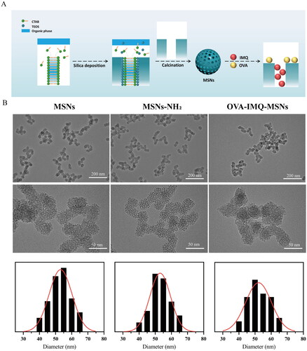 Figure 2. Structure of conventional mesoporous silica nanoparticles. (a) Schematic illustration of the MSNs formation and drug loaded process. (b) TEM image of MSNs, MSNs-NH2, OVA-IMQ-MSNs.