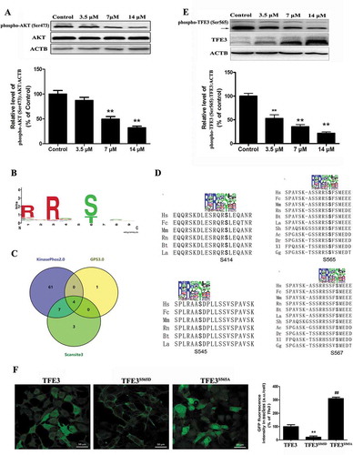 Figure 6. AKT controls TFE3 activity via phosphorylation of Ser565. (a) MSCs were treated with various concentration of Cd for 24 h. Western blot analysis was then performed to assess the expression level of phospho-AKT (Ser473). ACTB was used as a loading control. (b) Identified phosphoacceptor motif for AKT. (c) KinasePhos2.0, GPS3.0 and Scansite3 software was used to predict the potential AKT phosphorylation sites in TFE3. (d) Multi-alignment of the TFE3 amino-acid sequences from the following species: Ac, Anolis carolensis; Bt, Bos taurus; Dr, Danio rerio; Fc, Felix catus; Gg, Gallus gallus; Hs, Homo sapiens; La, Loxodonta africana; Mm, Mus musculus; Rn, Rattus norvegicus; Sh, Sarcophilus harrisii; Sp, Strongylocentrotus purpuratus; Xl, Xenopus laevis . A consensus logo of AKT phosphorylation sites (generated at http://weblogo.berkeley.edu/logo.cgi) is aligned with TFE3 sequences. (e) MSCs were treated with various concentration of Cd for 24 h, and western blot analyses were then performed to assess the expression levels of phospho-TFE3 (Ser565). TFE3 was the internal standard for protein loading. (f) Subcellular localization of TFE3, TFE3S565D and TFE3S565A by fluorescently-tagged proteins. The results are expressed as the percentage of the control, which was set to 100 %. The values are presented as the means ± SEM, **p < 0.01 versus control or TFE3 group, ##p < 0.01 versus the TFE3S565D group. (n = 3).