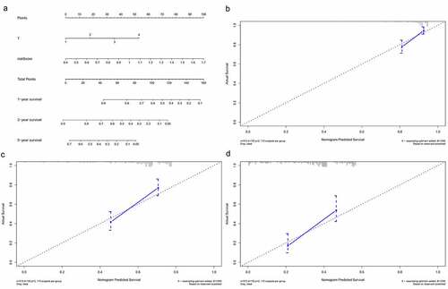 Figure 8. Building and validation of the nomogram predicting overall survival for lung adenocarcinoma patients. (a) The nomogram built based on the T stage and risk signature. (b, c) Calibration curves for predicting 1-, 3-, and 5-year survival of LUAD patients