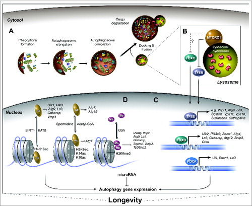 Figure 1. Regulation of autophagy-related gene expression associated with longevity. The process of autophagy and the transcriptional regulation of autophagy genes by the action of specific transcription factors, epigenetic modifications, and miRNAs have emerged as important conserved mechanisms to ensure longevity. (A) The autophagy process is initiated by cytoplasmic nucleation of the phagophore with double-membrane structures. The phagophore then elongates and sequesters cellular components until it matures into an autophagosome, which then docks and fuses with lysosomes to form an autolysosome. Upon fusion, the cargo and inner membrane of the autolysosome are degraded. (B) The nutrient sensor MTORC1 is a major regulator of the autophagy process. MTORC1 inhibits autophagy and positively regulates growth, mRNA translation, and ribosomal and lipid biogenesis. The nutritional status of the cell (e.g., amino acid levels) dictates the recruitment of MTORC1 to the lysosomal membrane and its subsequent activation. Active MTORC1 phosphorylates several targets, including the transcription factors TFEB and FOXO. Phosphorylation of TFEB, and possibly of FOXO, occurs at the lysosomal membrane and leads to their retention in the cytosol. (C) The nuclear translocation of transcription factors TFEB and FOXO, as well as activation of FOXA induces the expression of multiple autophagy-related and lysosomal genes (for FOXA, which is constitutively nuclear; only the C. elegans ortholog PHA-4 has so far been shown to regulate autophagy gene transcription and modulate longevity). TFEB and FOXO are regulators of longevity in several species. (D) Autophagy gene expression can also be regulated epigenetically by histone modifications such as acetylation (Ac) and methylation (Me), which affect the chromatin state thus altering expression of specific genes. For example, the deacetylation of histone mark H4K16 by SIRT1 leads to transcriptional repression of various autophagy-related genes (the acetylation reactions occurs by the acetyltransferase KAT8). High levels of acetyl-CoA can inhibit the expression of autophagy gene ATG7, and conversely, histone hypoacetylation via spermidine treatment can increase gene expression of ATG11, ATG7, and ATG15. The dimethylation of H3K9 through the methyltransferase EHMT2 leads to the repression of autophagy gene transcription. The deacetylase SIRT1, spermidine treatment and levels of nucleocytosolic acetyl-CoA are associated with the regulation of longevity in several species. Mammalian gene names are used exclusively in the figure. See text for reference to specific model systems and for further details.