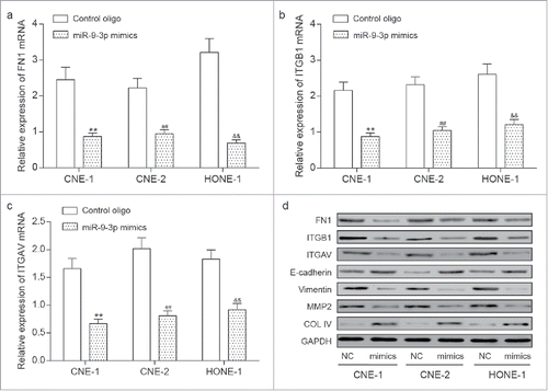 Figure 4. The downstream of miR-9–3p in NPC cells. (A-C) Measured by RT-qPCR, overexpression of miR-9–3p efficiently downregulated the The expression of FN1(A), ITGB1(B) and ITGAV(C) in transfected NPC cells. (D) Western blot analysis valued the protein expression of FN1, ITGB1, ITGAN, E-cadherin, Vimentin, MMP2 and COL IV, indicating an inactivated EMT process induced by upregulation of miR-9–3p. All data was presented as Mean ± SD from 3 independent experiments. **, ## and and& represents P < 0.05 compared with relative control group.