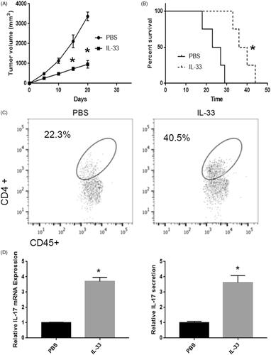 Figure 1. rIL-33 involved tumour progression in lung adenocarcinoma mice. (A) rIL-33 treatment inhibited tumour growth in lung adenocarcinoma mice. vs PBS group. (B) Mice were sacrificed when tumour volume reached ∼3 cm3. *p < .01 vs PBS group. (C) rIL-33 treatment increased CD4+ T cell infiltration in lung adenocarcinoma mice. (D) rIL-33 treatment increased IL-17 expression. (E) rIL-33 treatment increased IL-17 secretion in lung adenocarcinoma mice. *p < .01 vs PBS group.