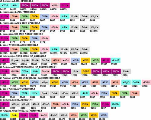 Figure 6. Putative GAG-utilization genomic loci in non-Bacteroidetes gut bacteria. Except for Roseburia hominis A2-183, other species have been shown to degrade GAGs. The heparin gpPUL in Roseburia hominis A2-183 is predicted by Sheridan et al., 2016. The gpPUL of S. pneumoniae R6 has been characterized by Marion et al., 2012. Other PULs are not reported in the literature and are identified according to the definition of PUL/gpPUL by searching their genomic assemblies. Genome accession numbers are presented at the top of each species. PL8: putative chondroitinase/hyaluronidase; KdgA: 2-keto-3-deoxygluconate aldolase: KdgK: 2-keto-3-deoxygluconate kinase; DhuI: 4-deoxy-L-threo-5-hexosulose-uronate ketol-isomerase; DhuD: 2-keto-3-deoxy-D-gluconate dehydrogenase; EIIA-EIID: Enzyme complex II subunit A to D of PTS system; PL12: putative heparinase; GalR: galactose operon repressor type transcription regulator; LaciR: lactose operon repressor type transcription regulator; GH27, GH43: glycoside hydrolase family 27 and 43 proteins; TCS: two-component response regulatory system; HK sensor: sensor protein of the Histidine kinase sensor system; ABC: ABC transporter proteins; Spi: sugar-phosphate isomerase; SGBP: surface glycan-binding protein; FBA: fructose biphosphate aldolase class II; Rpe: ribulose phosphate isomerase; BgiG: transcription anti-terminator; GntR: gluconate-operon repressor type transcription regulator; ΔGH: unsaturated glucuronyl hydrolase; Eda: Entner-Doudoroff aldolase: IclR: glyoxylate bypass repressor type transcription regulator; kduI: 5-dehydroxy-4deoxy-D-glucuronate Isomerase; RpiR: HTH-type transcriptional regulator; Sul: sulfatase; kduD: 5-dehydroxy-4deoxy-D-glucuronate dehydrogenase.