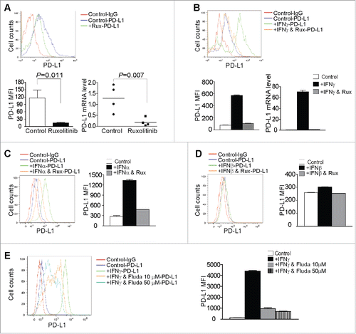 Figure 5. Inhibition of the JAK-STAT signaling pathway decreases tumor cell PD-L1 expression. (A) Tumor tissues from control and Ruxolitinib-treated tumor-bearing mice were digested to make single cells. Cells were stained with anti-mouse PD-L1 mAb and analyzed by flow cytometry. The top panel shows the overlay of tumor cell PD-L1 staining from one of control and Ruxolitinib-treated tumor-bearing mice. Control-IgG: IgG isotype staining of tumor cells from a control mouse; Control-PD-L1: Anti-PD-L1 mAb staining of tumor cells from a control mouse; +Rux-PD-L1: anti-PD-L1 mAb staining of tumor cells from a Ruxolitinib-treated (+Rux) mouse. The mean fluorescence intensity (MFI) of PD-L1 protein was quantified and presented in the bottom left panel. Column: Mean; Bar: SD. Bottom right panel: RNA was prepared from the tumor tissues of control (n = 4) and Ruxolitinib-treated (n = 4) mice and analyzed by real-time PCR for the PD-L1 mRNA level. Each dot represents the relative PD-L1 mRNA level from tumor of one tumor-bearing mouse. (B) PANC02-H7 cells were cultured in the presence of recombinant IFNγ (100 U/mL) or IFNγ + Ruxolitinib (Rux, 100 nM) for approximately 24 h. Cells were then stained with anti-PD-L1 mAb and analyzed by flow cytometry. The top panel shows the overlay of PD-L1 staining from the control and the indicated treatment groups of tumor cells. The PD-L1 MFI is shown at the bottom left panel. The tumor cells were also analyzed by real-time RT-PCR for the PD-L1 mRNA level (bottom right panel). (C) Tumor cells were treated with recombinant IFNα (100 U/mL) or IFNα and Ruxolitinib (100 nM) for approximately 24 h. Cells were stained with anti-PD-L1 mAb and analyzed by flow cytometry. Left panel shows the overlay of PD-L1 protein staining of the control and the indicated treatment groups of tumor cells. Right panel shows the quantification of PD-L1 protein MFI. (D) Tumor cells were treated with recombinant IFNβ (100 U/mL) or IFNβ and Ruxolitinib (100 nM) for approximately 24 h. Cells were stained with anti-PD-L1 mAb and analyzed by flow cytometry. Left panel shows the overlay of PD-L1 protein staining of the control and indicated treatment groups of tumor cells. Right panel shows PD-L1 protein MFI. (E) Tumor cells were cultured in the presence of IFNγ or IFNγ with Fludarabine (Fluda) at the indicated concentrations for approximately 24 h. Cells were then stained with anti-PD-L1 mAb and analyzed by flow cytometry. Left panel shows the overlay of PD-L1 protein staining of the control and the indicated treatment groups of tumor cells. Right panel shows PD-L1 protein MFI.