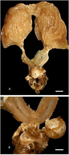 Figure 1. Macroscopic image of the reproductive tract of formalin fixed honey bee queen: (A) Upper reproductive tract including ovaries (1), calyx (2), lateral oviducts (3) (the right oviduct is distended with eggs), median oviduct (4), and spermatheca covered by tracheal network (5) (bar = 1mm); (B) Middle region of the reproductive tract including lateral oviducts (3), median oviduct (4), spermatheca (5), spermathecal glands (6), common duct (7), spermathecal duct (8), sperm pump (9); (bar = 0.5 mm).