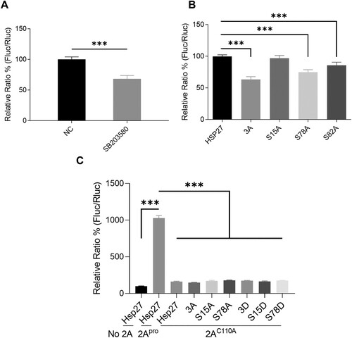 Figure 5. The inhibitory effects of Ser78 phosphorylation-deficient Hsp27 on the viral IRES activity. (A) RD cells were pretreated with 2 μM SB203580 for 2 h, then co-transfected with a 2Apro-expressing plasmid (200 ng) and pIRES reporter plasmid (200 ng) for 24 h, then the luciferase activity was measured by BioTek Synergy H1 microplate reader. (B) HEK 293 T cells were co-transfected with Hsp27 (WT, 3A, S15A, S78A, or S82A) plasmid (800 ng), pIRES reporter plasmid (200 ng) and 2Apro-expressing plasmid (200 ng) for 24 h, then the luciferase activity was measured. (C) HEK 293 T cells were co-transfected with Hsp27 (WT, 3A, S15A, S78A, 3D S15D, or S78D) plasmid (800 ng), pIRES reporter plasmid (200 ng) and 2Apro-expressing plasmid or 2AC110A-expressing plasmid (200 ng) for 24 h, then the luciferase activity was measured. Statistical analyzes were carried out using Student’s t-test. *p < 0.05, **p < 0.01, ***p < 0.001. Data are expressed as mean ± SD.