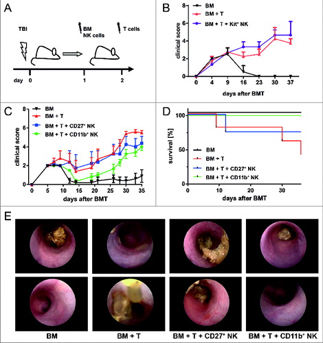 Figure 1. CD11b+ NK cells as main effectors reducing GVHD symptoms. (A) Murine allogeneic BMT model. One day after lethal total body irradiation (TBI), Balb/c mice were co-transplanted with 5×106 freshly isolated T-cell depleted bone marrow (BM) cells plus 1×106 MoFlo-sorted NK subsets from C57Bl/6 donors. Two days after TBI, 7×105 T cells from C57Bl/6 origin were injected i.v. to induce acute graft-versus host disease (GVHD). The control bone marrow transplant (BMT) group did not receive any additional T cells. (B) Course of GVHD score is depicted that has been assessed by clinical monitoring every 2-3 days following transfer of BM (black, n = 4) with additional transfer of allogeneic T cells to induce GVHD (red, n = 4) plus IL-18-induced Kit+CD27+CD11b− natural killer (NK) cells (Kit+, violet curve, n = 4). (C) Course of GVHD-score comparing a BMT control group (BM, black, n = 6) with mice developing GVHD induced by allogeneic T cells (BM+T, red, n = 5) and mice that additionally received either Kit−CD27+CD11b− (CD27+, blue, n = 4) or Kit−CD27−CD11b+ NK cells (CD11b+, green curve, n = 5). All NK cell subsets were expanded by 1,500 U/mL IL-2 for 5 days as described in Methods. (D) Survival of the same cohorts as described above. In the above panels, (B-D) one representative experiment out of 3 is depicted showing, the mean (4-6 mice/group) ± SD. Statistical analysis was performed by Student's t-test; p<0.05 CD11b+NK with GVHD group at day 28; ns for all other groups. (E) Colonoscopy on day 14 of mice from the BMT control, GVHD group, and mice that additionally received IL-2 expanded CD27+ or CD11b+ NK cell subsets. Two representative photographs are shown for each group with n = 2-5 mice/group.