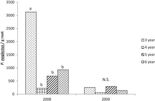 Fig. 2 Effect of rotation length on population densities of P. neglectus in roots of potato (nematodes g−1 root). Analysis of variance and mean separations were conducted on log(X + 100) transformed data. N.S. = non-significant effect of rotation in analysis of variance.