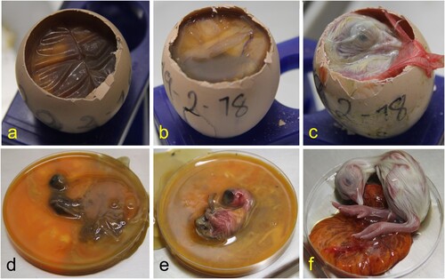 Figure 2. Abnormal egg content consisted of early mortality embryos in different states of decomposition (a, d), middle mortality embryos showing congestion (b, e), and late mortality embryos whose celomatic cavity was open at 21 days of incubation, and the yolk sac was congested (c, d). Orange-brown viscous liquid with a putrid odour was observed in early and middle mortality embryos (a, b, d, e). In late mortality chickens, the coelomic cavity was still open at 21 days of incubation, and the egg yolk was congested with brown content.