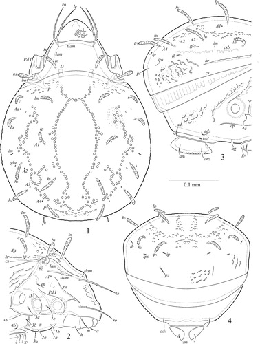 Figures 1–4 Zetorchella cotedivoirensis Ermilov n. sp. Adult: 1, dorsal view; 2, anterior part of body (legs I–III not illustrated), lateral view; 3, posterior part of body (leg IV not illustrated), lateral view; 4, posterior view.