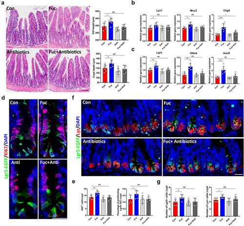 Figure 3. Gut microbe participates in the effects of fucose on ISCs. (a) HE staining of ileum sections from control and fucose-treated mice with or without antibiotic treatment (Scale bar, 100 μm). (b) Relative gene expression of Lyz1, Muc2 and ChgA in ileum crypts of control and fucose-treated mice with or without antibiotic treatment. (c) Relative gene expression of Lgr5, Olfm4 and Ascl2 in ileum crypts of control and fucose-treated mice with or without antibiotic treatment. (d,e) if analysis of Lgr5-EGFP and Ki67 in ileum crypts of control and fucose-treated mice with or without antibiotic treatment and statistical analysis of proliferation cells (Scale bar, 50 μm). (f,g) if analysis of Lgr5-EGFP and Ki67 in ileum crypts of control and fucose-treated mice with or without antibiotic treatment and statistical analysis of Lgr5+ cells and Lyz+ cells.