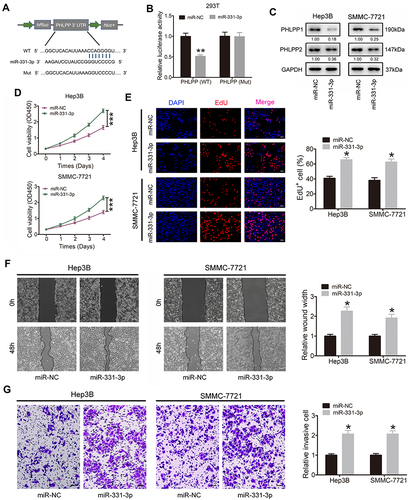 Figure 4 miR-331-3p exerts tumor-promoting effect in HCC cells by targeting PHLPP. (A) Schematic of PHLPP 3’ UTR WT and Mut luciferase reporter vectors. (B) The results of luciferase reporter assay in HEK293T cells after co-transfected with miR-331-3p mimics, PHLPP 3’ UTR WT or Mut plasmids. (C) Western blot assay was conducted to investigate the expression of PHLPP1 and PHLPP2 in Hep3B and SMMC-7721 cells after transfected with miR-331-3p mimics or control vector. The fold change comparing to miR-NC normalized by GAPDH was listed beneath each band. (D) The proliferation ability of HCC cells was assessed by CCK-8 assay when miR-331-3p was stably overexpressed. (E) Proliferation capability of HCC cells was detected through EdU staining assay when miR-331-3p was overexpressed (original magnification ×100). (F) Wound healing assay was used to investigate cell migration ability in Hep3B and SMMC-7721 cells after transfected with miR-331-3p mimics or mock vectors (original magnification ×50). (G) The invasion ability of Hep3B and SMMC-7721 cells transfected with miR-331-3p mimics or mock vectors was detected via transwell assays (original magnification ×100). Our study performed each experiment in triplicate and exhibited the results as the mean ± SD. *P < 0.05; **P < 0.01; ***P < 0.001.