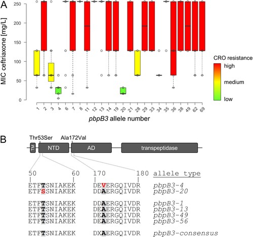 Figure 2. Identification of pbpB3 alleles associated with reduced ceftriaxone resistance. (A) Ceftriaxone resistance levels among 544 selected L. monocytogenes isolates according to their pbpB3 allele in the Ruppitsch cgMLST scheme. Only those pbpB3 alleles for which MICs of ≥4 isolates were available were considered in this analysis. (B) Scheme illustrating PBP B3 domains and position of the amino acid exchanges found in the pbpB3 alleles no. 4 (Ala172Val) and 20 (Thr53Ser), which are associated with reduced ceftriaxone resistance. Abbreviations: TM – transmembrane helix, NTD – N-terminal domain; AD – allosteric domain.