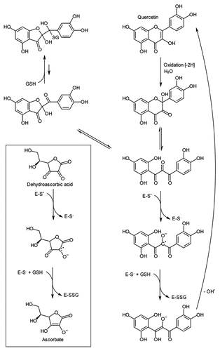 Figure 2 Model for the oxidation of quercetin and subsequent GSTL -catalyzed recycling. The tricarbonyl species of oxidized quercetin is acted on by the thiolate anion of the enzyme active site cysteine (E-S−) in a single electron transfer reaction. Glutathione (GSH) is then used to further reduce the substrate and oxidize the enzyme, giving an enzyme-GSH mixed disulfide. Disulfide exchange with a second GSH molecule allows regeneration of the reduced enzyme (not shown). The proposed related mechanism for dehydroascorbate reduction to ascorbate is shown inset for comparison.