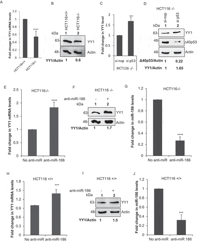 Figure 3. Endogenous ∆40p53 inhibits YY1 expression mediated by miR-186-5p