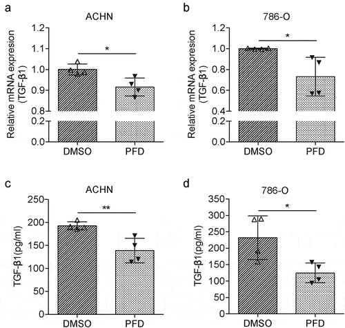 Figure 7. PFD blocks the cell-intrinsic production of TGF-β in RCC cells.