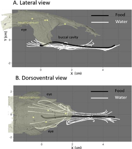 Figure 1. Trajectory of the water and food particles on a lateral view (a) and a dorsoventral view (b) for a representative sequence.