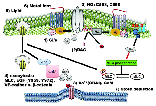 Figure 2. Positive regulatory mechanisms of TRPC4 and TRPC5 channels. TRPC4 and TRPC5 channels are activated by many signals. Extracellular chemical signals, such as the GPCR agonist, lipids, metal ions, EGF and NO, activate TRPC4 and TRPC5 channels directly via Gi/o proteins, calcium, CaM, nitrosylation and PIP2 or indirectly via store depletion and exocytosis.