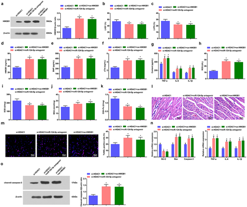 Figure 6. Inhibition of miR-124-5p or elevation of HMGB1 mitigates silenced HDAC1-mediated protections on septic mice. a. HMGB1 expression in myocardial tissues of septic mice in rescue experiments; b. LVEF value in mice with sepsis in rescue experiments; c. LVFS value of mice with sepsis in rescue experiments; d. Serum HMGB1 level of mice with sepsis in rescue experiments; e. Serum BNP level of mice with sepsis in rescue experiments; f. Serum cTnI level of mice with sepsis in rescue experiments; G. Serum TNF-α, IL-6 and IL-1β levels of mice with sepsis in rescue experiments; h. Serum ROS level of mice with sepsis in rescue experiments; i. SOD activity in myocardial tissues of mice with sepsis in rescue experiments; J. MDA content in myocardial tissues of mice with sepsis in rescue experiments; k. GSH-Px in myocardial tissues of mice with sepsis in rescue experiments; l. HE staining of myocardial tissues of mice with sepsis in rescue experiments ; m. TUNEL staining of myocardial tissues of mice with sepsis in rescue experiments; n. TNF-α, IL-6, IL-1β, Bcl-2, Bax and Caspase-3 mRNA expression levels in myocardial tissues of mice with sepsis in rescue experiments; o. cleaved Caspase-3 protein level in myocardial tissues of mice with sepsis in rescue experiments;. The data were all measurement data, and represented by the mean ± standard deviation;* P < 0.05 vs. the si-HDAC1 group.