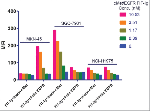 Figure 2. Dual binding property of cMet/EGFR FIT-Ig on cell surface. FACS analysis of cMet/EGFR FIT-Ig dual binding to cell surface. MKN-45, SGC-7901 and NCI-H1975 cell lines were treated with serial concentration of cMet/EGFR FIT-Ig followed with 1 ug/ml biotinylated cMet or EGFR. Biotinylated cMet or EGFR could bind to cMet/EGFR FIT-Ig free binding cites and be detected by streptavidin Alexa Fluor® 488 conjugate.